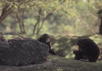 apeaids2.gif - 21.72 K