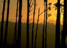 forest1a.jpg - 9.52 K