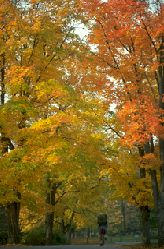 forest2a.jpg - 16.29 K