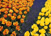 plants1.jpg - 14.40 K