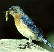 songbird1.jpg - 9.94 K