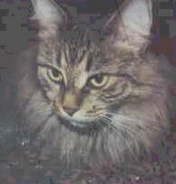 karmacat1.jpg - 15.30 K