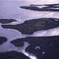 canaveralnpark.jpg - 11.05 K