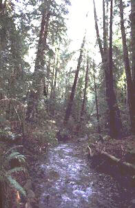 muirwoods.jpg - 20.14 K
