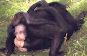 bonobo3.jpg - 22.64 K