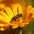 Scientists have discovered ways in which even low doses of widely used pesticides can harm bumblebees and honeybees, interfering with their homing abilities and making them lose their way. In […]
