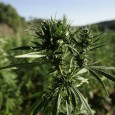 Cannabis capsules failed to slow the progression of multiple sclerosis in a large British study, dealing a blow to hopes that the drug could provide long-term benefits for patients with […]