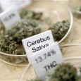 A new, small study suggests medicinal marijuana may impair users’ driving skills – but might be missed by typical sobriety tests. At doses used in AIDS, cancer and pain patients, […]