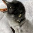 Sphen and Magic, a gay penguin couple at the Sea Life Sydney Aquarium, are dads now. The lovable pair have hatched an egg given to them by keepers. The Gentoo penguins […]