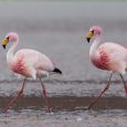 Lance Bass and Freddie Mercury are an item. Which might sound really strange, but not when you learn that the two are flamingos at the Denver Zoo and not actual […]