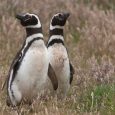 Penguins have emerged as unexpected LGBTQ symbols, with the birds becoming foster parents from San Francisco to New Zealand — but what does a young couple do when there’s no […]