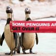 Penguins often pair up with a penguin of the same sex, with many of those turning out to be great parents for baby chicks, so much so that a zoo […]