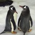 Sphen and Magic Photo: YouTube screencapture Sphen and Magic, a gay penguin couple at the Sea Life Sydney Aquarium who hatched an egg last year, have been given a second […]