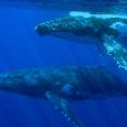 Humpback whales are magnificent animals, though they seem to be a bit shy around humans. It was only last year, for example, that footage was finally taken of a humpback […]