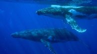 Humpback whales are magnificent animals, though they seem to be a bit shy around humans. It was only last year, for example, that footage was finally taken of a humpback […]