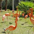 One of the pleasures of living in Florida is the variety of birds who dwell or visit the Sunshine State. In my suburban neighborhood I can see all kinds of […]